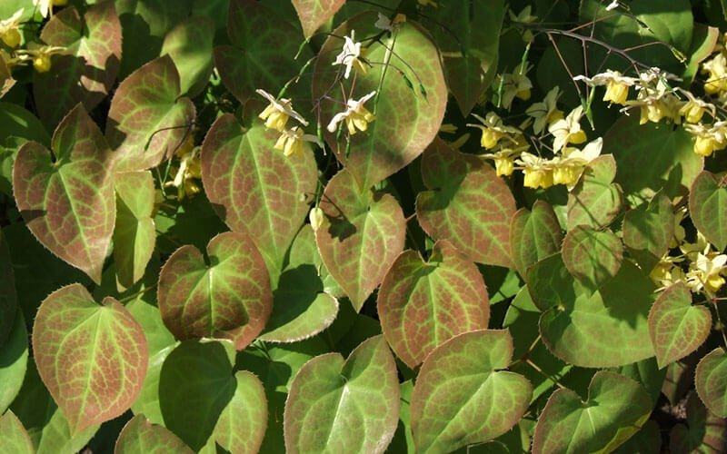 thảo dược tốt cho nam