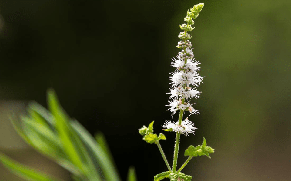 Thành phần của Max Shades