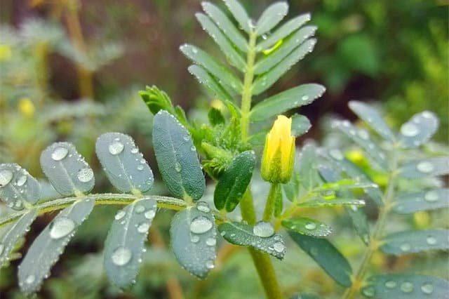 Thành phần của Max Shades