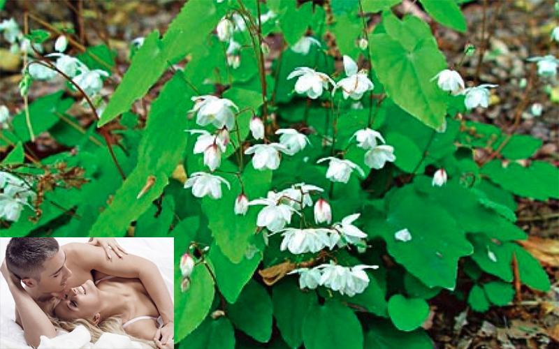 cây thuốc sinh lý này còn có các tên gọi khác như: cương tiền, phương trượng thảo, thiên lưỡng kim, hoàng liên tổ, ngưu giác hoa