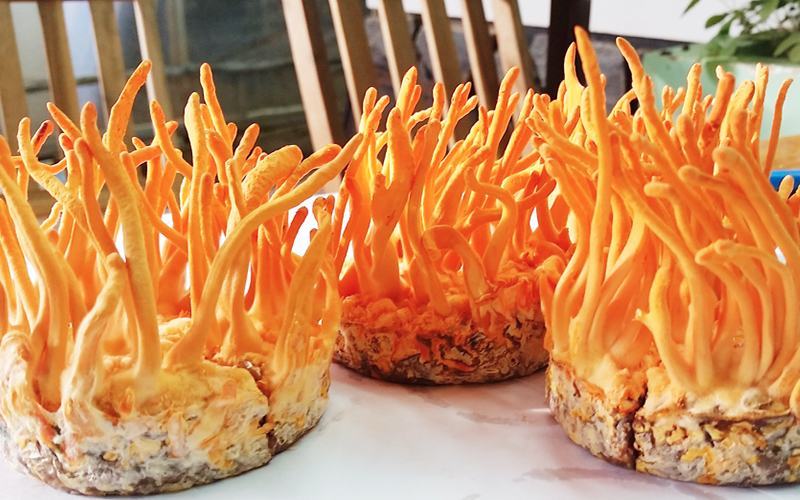 tác dụng của đông trùng hạ thảo