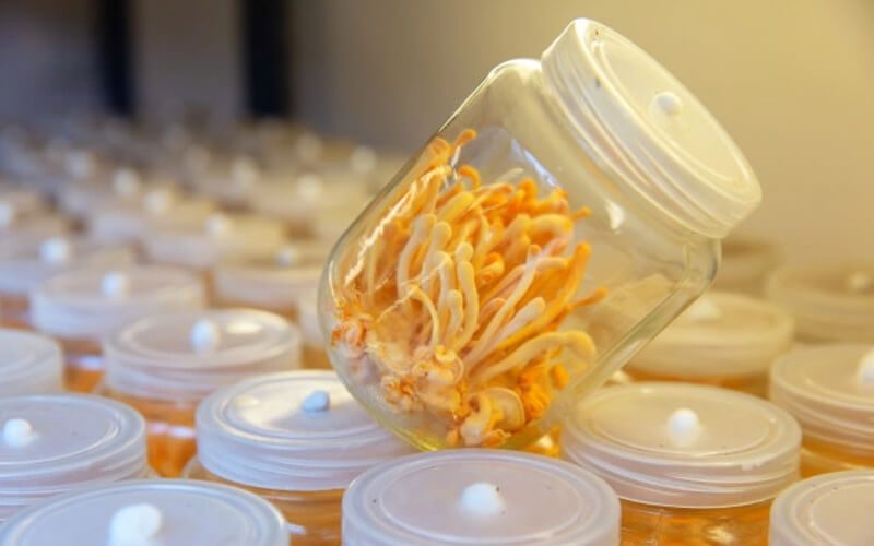 Công dụng nấm đông trùng hạ thảo