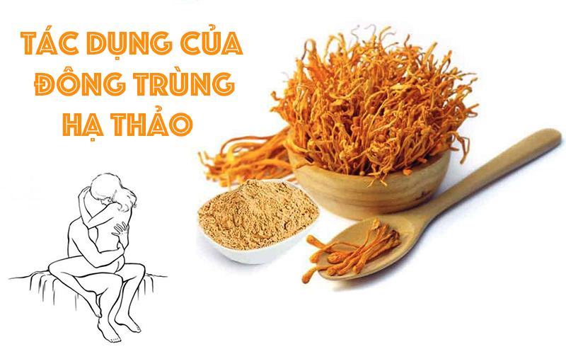 tác dụng của đông trùng hạ thảo