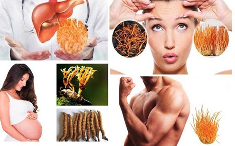 Đại lý cung cấp Đông Trùng Hạ Thảo Việt Nam chất lượng giá tốt tại Trà Vinh