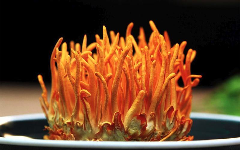 Tác dụng của đông trùng hạ thảo