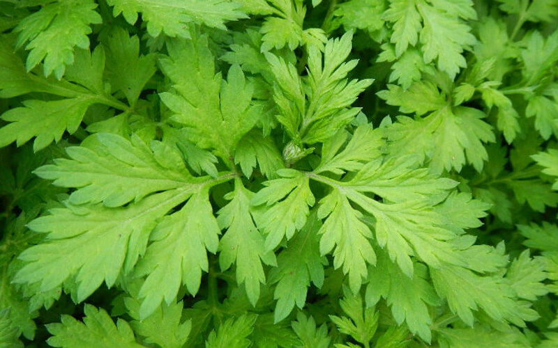 Cách chữa giang mai bằng ngải cứu