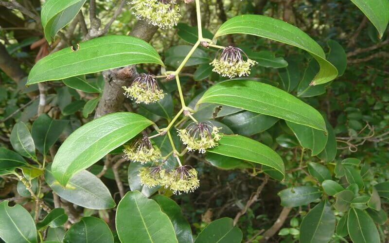 Cách chữa bệnh giang mai tại nhà