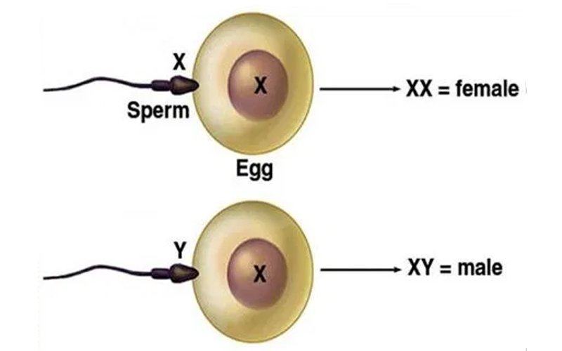 đàn ông ăn gì để sinh con trai