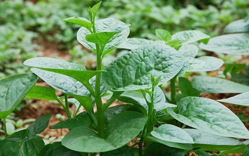 Rau mồng tơi rất tốt cho nhuận tràng và có vị mát giúp thanh nhiệt cơ thể rất tốt.