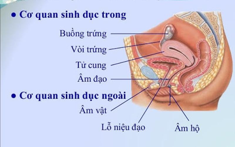 Cấu tạo cơ quan sinh dục nữ