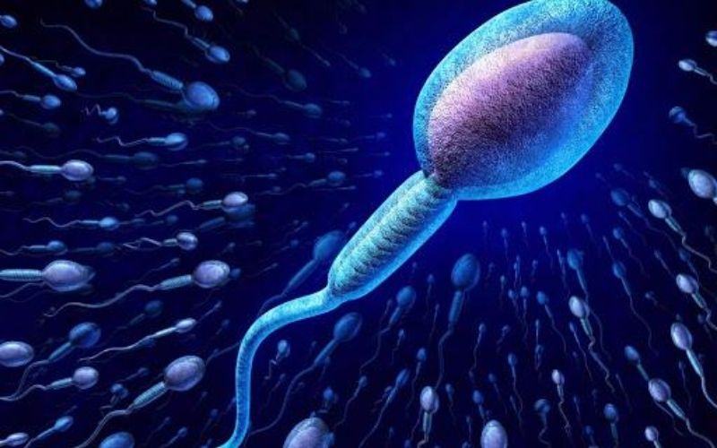 tinh trùng Y sống được bao lâu trong môi trường âm đạo